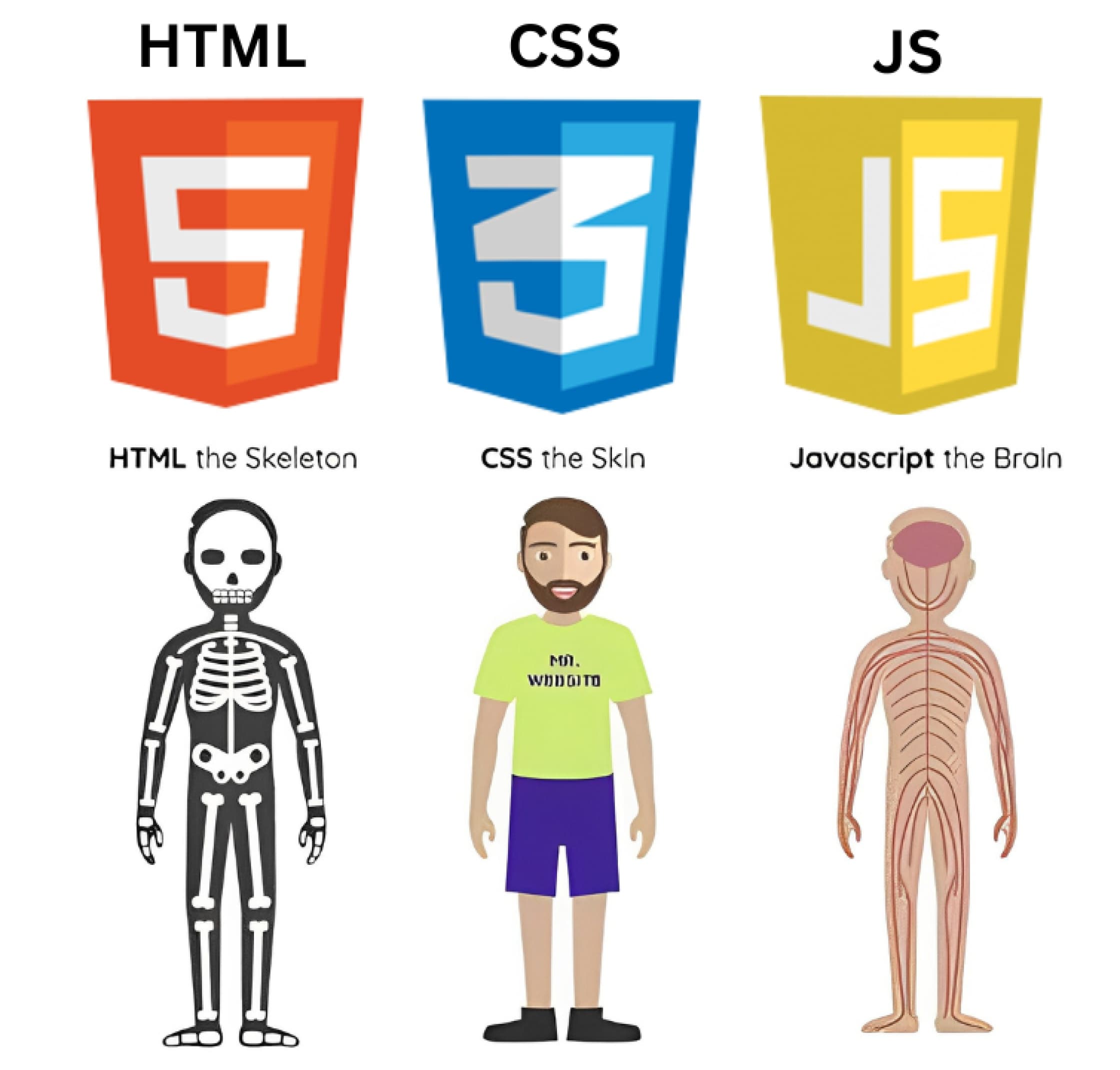 An analogy between HTML, CSS, and JavaScript